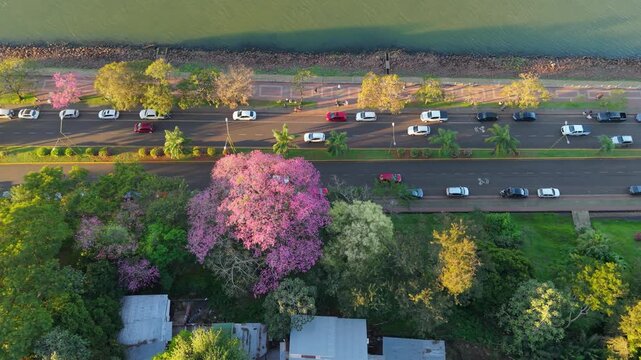 Pink trumpet trees blooming beside the Posadas waterfront road in Argentina, aerial top-down textured backdrop along riverfront with parked roads