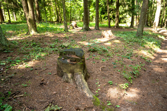 Stump, stump in the forest