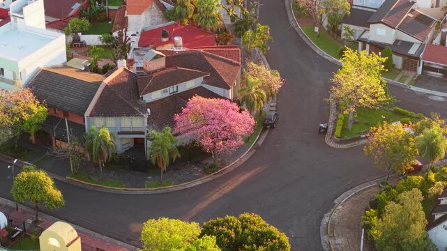 Pink Lapacho, Handroanthus impetiginosus, blooms beside a residential street near the Costanera in Posadas, Misiones, Argentina, with landscaped gardens and low-rise homes, drone pullback.