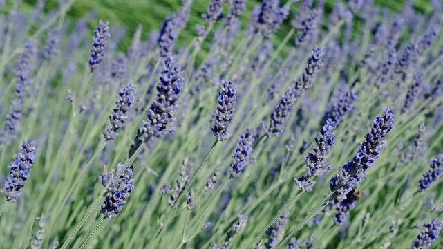Lavender flowers in summer. France Provence lavender field. Beautiful purple lavender bloom in nature. Composition of nature. Summer blooming field. Blooming flower field. Field of lavender