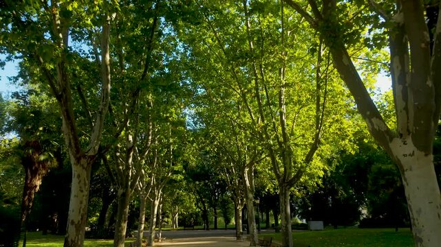 A peaceful morning scene in a Madrid park featuring a treelined path with sunlight filtering through lush green leaves. Captures city wellness and urban nature.