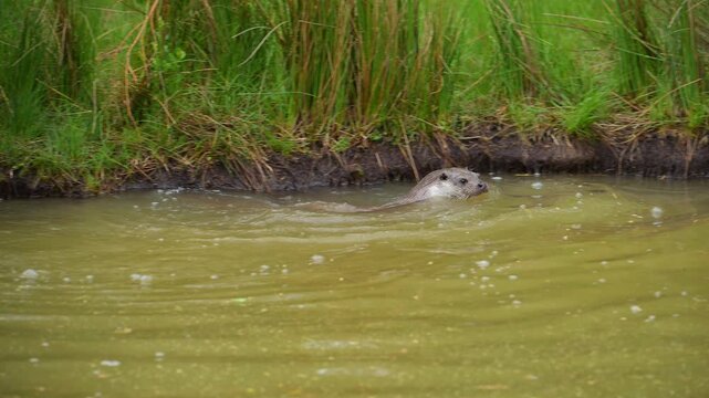 Fischotter (Lutra lutra), schwimmt im Wasser und springt an das Ufer