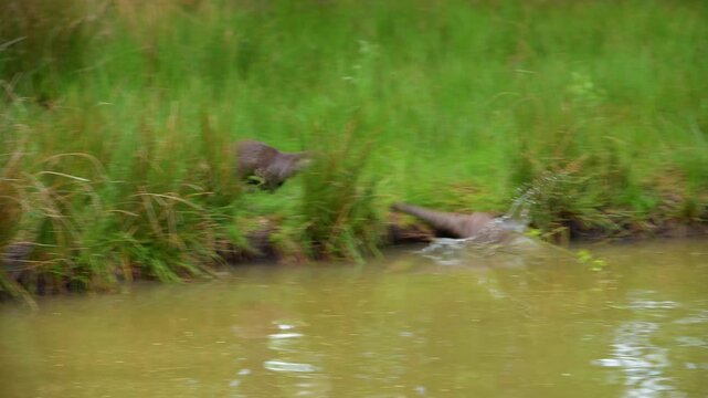 Fischotter (Lutra lutra), zwei Fischotter springen vom Ufer ins Wasser 