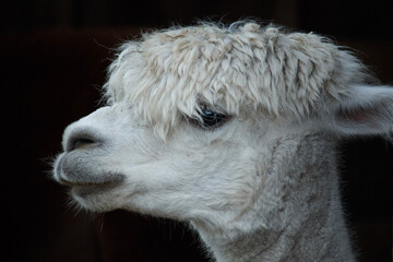 Naklejka premium White Huacaya Alpaca Side Profile Closeup Portrait 