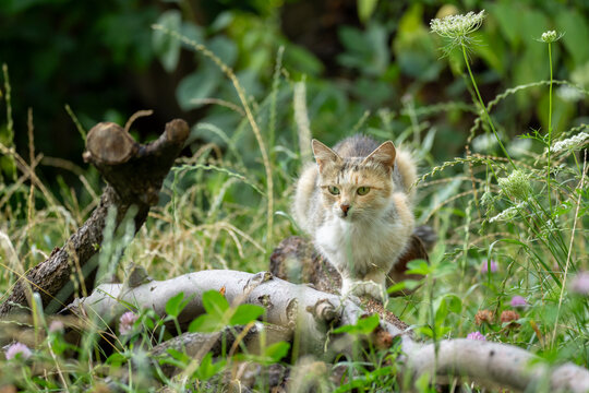 The cat is walking on the grass
