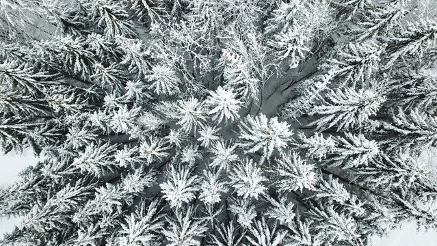 Aerial view of snow-covered pine trees in a dense forest, showcasing the intricate patterns of winter branches and white snow in Giron, Auvergne-Rhone-Alpes, France.