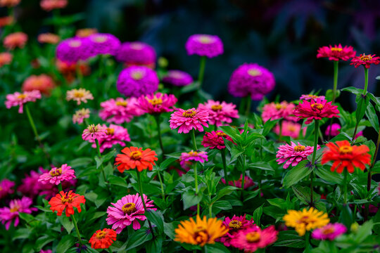 Colorful zinnia flowers blooming in a summer garden, vibrant pink, red, orange and purple blossoms with lush green foliage