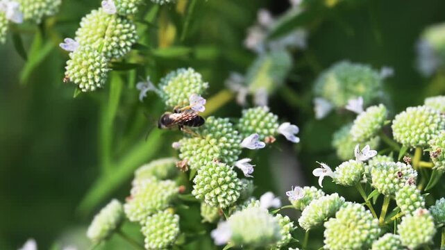 Four-banded Stink Bug Wasp feeding on a Mountain Mint plant in a home prairie garden in Minnesota