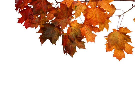 Red autumn maple leaves branch png