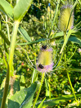 Bumblebees on Teasel