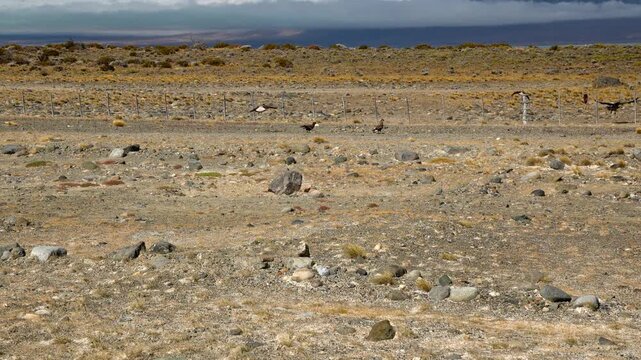 Wild caracara birds scavenging in the arid landscape of Patagonia