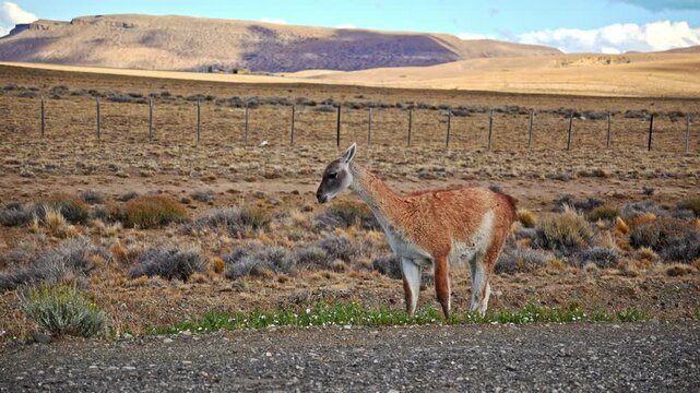 Guanaco grazing in the arid landscape of Patagonia, Argentina