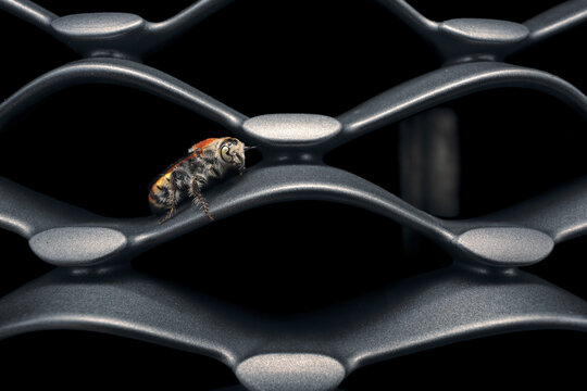 A wild yellow hairy flower wasp (Radumeris radula) resting on the front grille of a vehicle, Australia