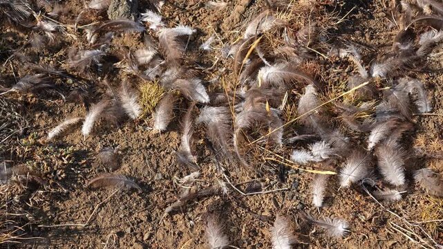 Scattered bird feathers on the ground in the wilderness of Patagonia