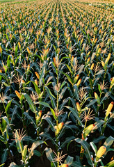 Naklejka premium Agriculture and food production, corn field with rows of maize plants and ripening cobs in sunlight