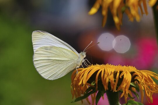 A small white (Pieris rapae) on a yellow flower of a Great Telekie (Telekia speciosa), macro photograph, wildlife, insects, butterflies, diurnal butterflies, Wilnsdorf, North Rhine-Westphalia, Germany