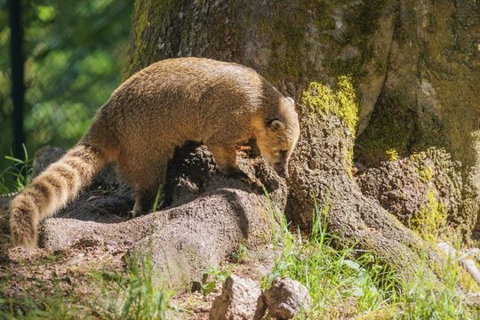 A South American coati (Nasua nasua) searches for food at the edge of the forest in the morning light. Tropical and subtropical South America, Colombia, The Guianas, Uruguay, Argentina, Ecuador, brazil, mexico, costa rica
