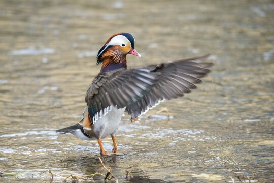 Aix galericulata, mandarin, mandarin duck, anatidae, bath, birds, ducks, ducks, ducks, ducks, male, birds, waterbirds, waterbirds
