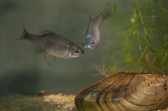 Anodonta cygnea, bitterling, duck mussel, common pond mussel, Rhodeus amarus, Rhodeus sericeus amarus, swan mussel, pond mussel, fish, fishes, river mussel, mussels, pisces, pond mussels