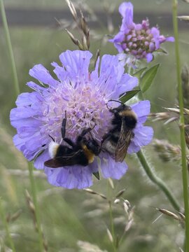 Scabious (Scabiosa) with two bumblebees collecting nectar, Germany