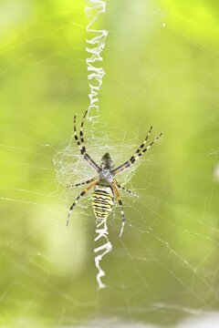 Wasp spider, zebra spider (Argiope bruennichi) on its web in a blackberry bush in a vineyard, Cochem, Moselle, Rhineland-Palatinate, Germany