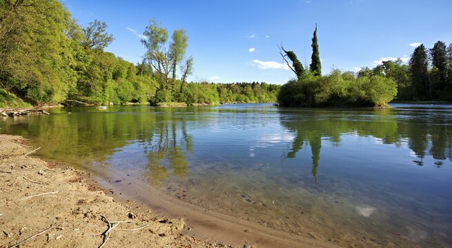 Small island in the Reuss river, beech trees sprouting leaves in spring, Niederwil, Gnadental, Bremgarten district, Canton of Aargau, Switzerland