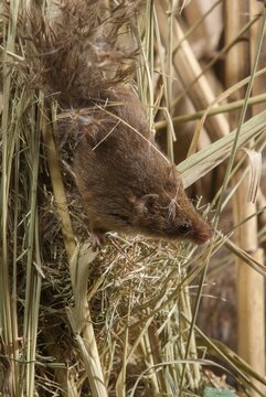 Harvest mouse, Micromys minutus, rodents, rodentia, dwarf mouse, high size, portrait format, mammals, mouse, muroids, rodents, mammals