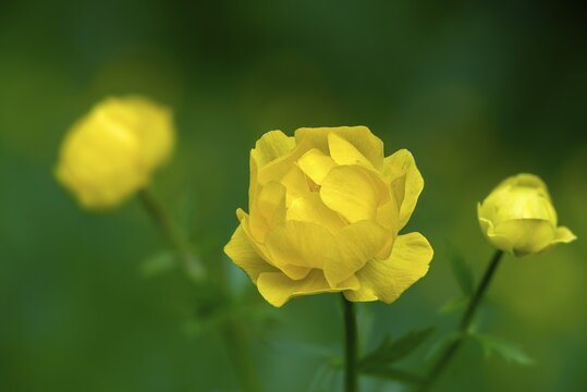 Budabin seed, buttercup, butter ball, butterrose, globe flower, goldhead, buttercup, ball ranunculus, ranunculaceae, trollflower, trollius europaeus, flora, plants, plants