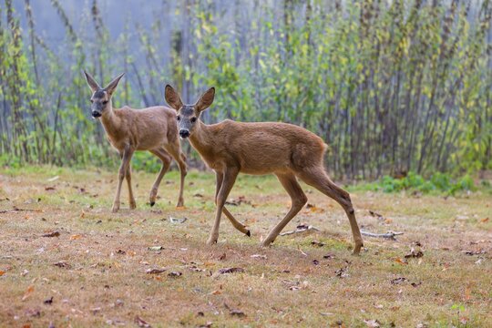 Two roe deer fawns (Capreolus capreolus) cross a meadow