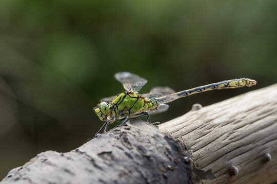 Green culbtail, green snaketail, green wedge, ophiogomphus cecilia, anisoptera, damselflies, dragonflies, insects, dragonflies, odonata