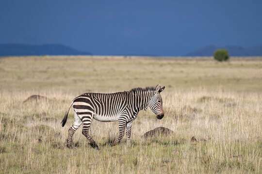 Cape Mountain Zebra (Equus zebra zebra), adult animal, Mountain Zebra National Park, Eastern Cape, South Africa