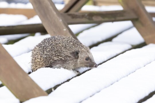 European hedgehog (Erinaceus europaeus) adult animal walking on snow covered garden decking in winter, England, United Kingdom