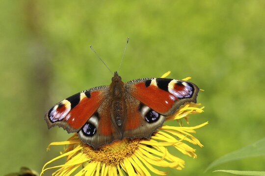 European peacock (Aglais io) on yellow flower, North Rhine-Westphalia, Germany