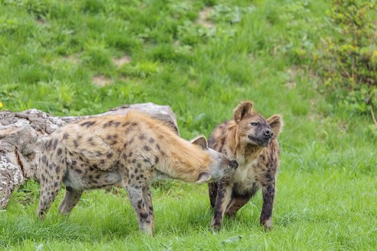 Two adult spotted hyenas (Crocuta crocuta), one male and one female, display courtship behavior