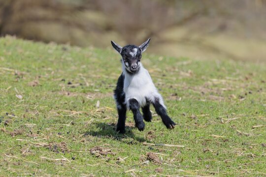 A young pygmy goat (Capra hircus) runs across a green meadow on a sunny day. Austria