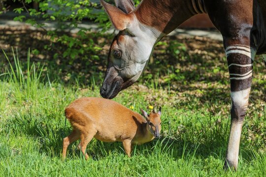 Best friends. An okapi (Okapia johnstoni) licks a Red Forest Duiker (Cephalophus natalensis) on a green meadow on a sunny day