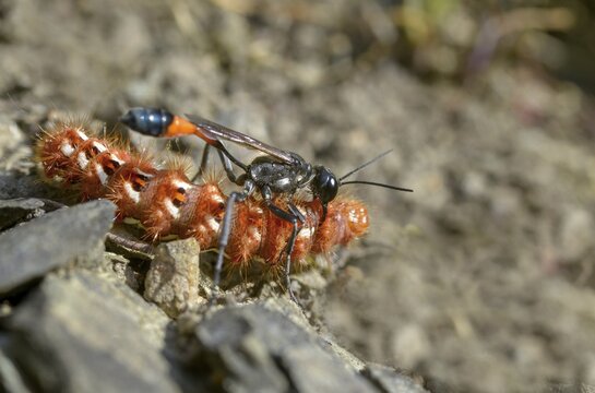 Acronicta rumicis, ammophila sabulosa, ampferous owl, ampferowl, common sand wasp, digging wasp, hymenoptera, red-banded sand wasp, sandwasp, shecidae, inchworm, insects, knot grass moth, moths, moths, moths, caterpillar, butterflies