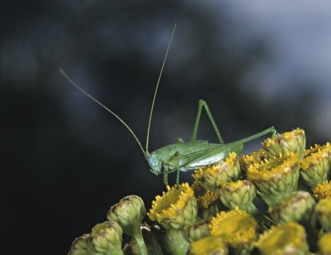 Common sickle scare, grasshoppers, Phaneroptera falcata, sickle scare, ensifera, grasshoppers, insects, insects, long-feeler scares, nymph, sickle-bearing bush cricket