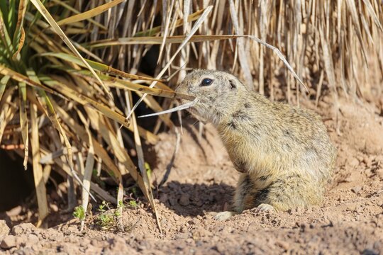 An adult European ground squirrel (Spermophilus citellus) sits on dry soil and eats from tall dry vegetation. Austria