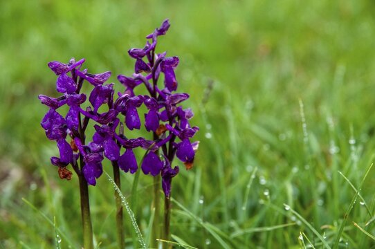 Small orchid, fool's cap, orchids, orchid family, orchis morio, salep orchid, satyrion, Sweden, stendelwurz, flora, green-veined orchid, green-winged orchid, plants, plants, Sweden, &Ouml;land