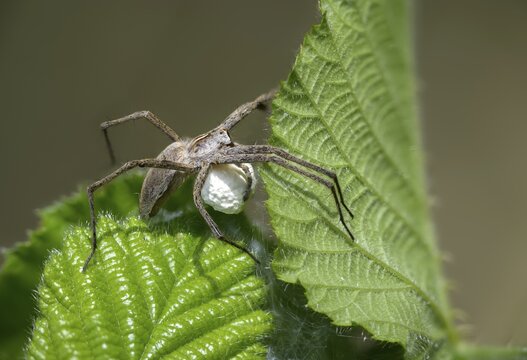 Araneomorphae, bridal gift spider, real web spiders, list spider, nursery web spider, pisaura mirabilis, egg cocoon, female, hunting spiders, spiders, female