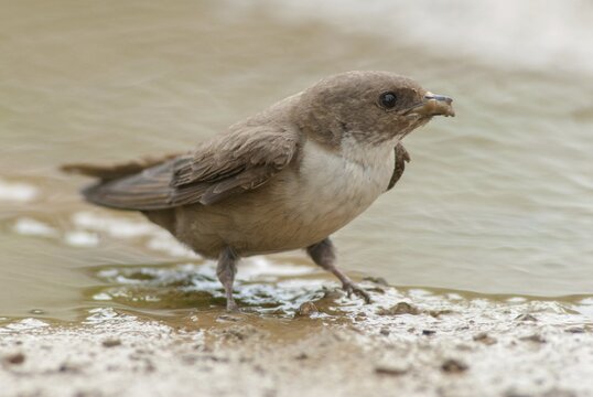 Crag martin, rock swallow, ptyonoprogne rupestris, birds, extremadura, nest building, passeri, swallows, songbirds, Spain, birds