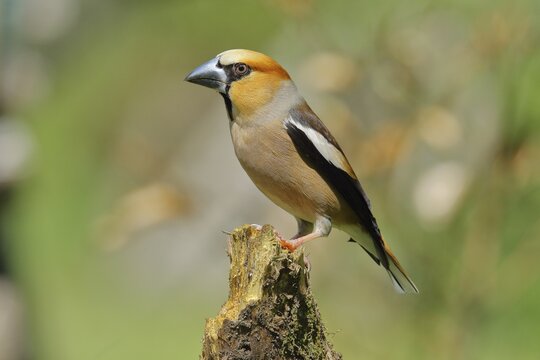 Hawfinch (Coccothraustes coccothraustes), male, sitting on a tree stump covered with moss, North Rhine-Westphalia, Germany