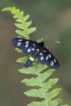 Amata phegea, arctiinae, bear spinner, nine-spotted moth, syntomis phegea, white spotted ram, butterfly, high size, portrait format, insects, moths, moths, moths, butterfly