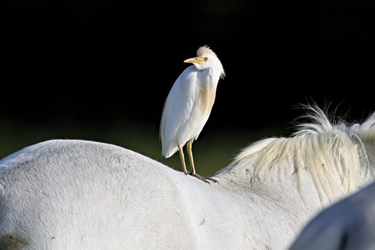 Cattle egret (Bubulcus ibis), standing on the back of a Camargue horse, Camargue, southern France, France