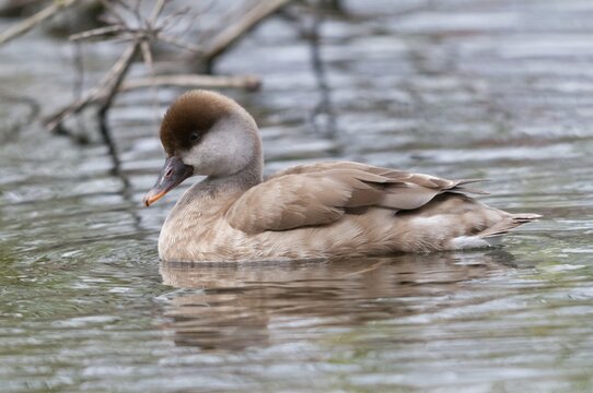 Common duck, netta rufina, red-crested pochard, anatidae, birds, ducks, ducks, ducks, female, birds, waterbirds, waterbirds, female