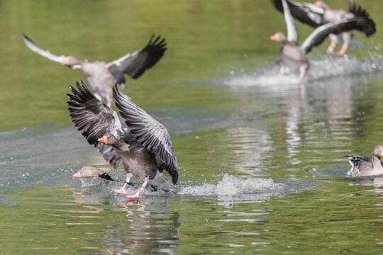 A flock of greylag geese (Anser anser) lands on a lake crowded with geese on a sunny day. One goose is pushed underwater by another goose landing. Bavaria, Germany