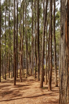 Pine forest, Qenqo, Cusco, Peru