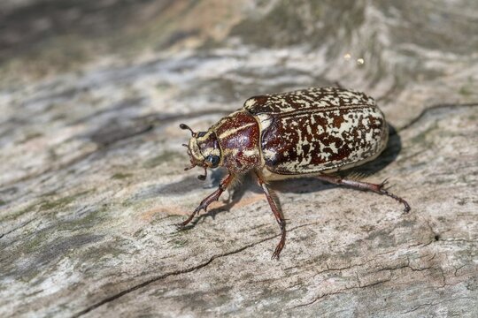 Leaf horn beetle, pine chafer, polyphylla fullo, scarabaeidae, Turkish May beetle, walker, beetle, coleoptera, insects, beetles
