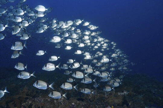 Large school of silver fish, two-banded seabream (Diplodus vulgaris), swimming in deep blue water, dive site peninsula Giens, Mediterranean Sea, Porquerolles, Provence, C&ocirc;te d'Azur, France